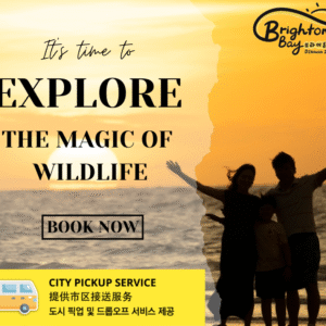 Sunset & Firefly Cruise (🚐 City Pickup Included)